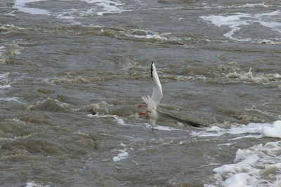 Seagull on lake