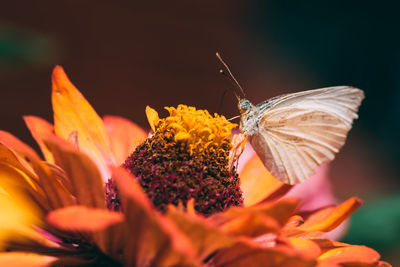 Close-up of butterfly on flower