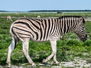 Zebra standing in a field