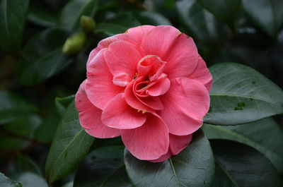 Close-up of pink rose flower