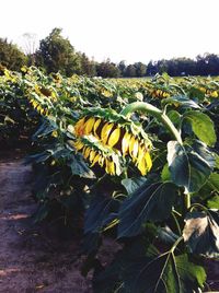 Plants growing in water