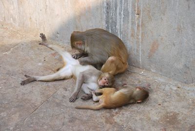 Monkeys on ground