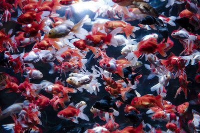 High angle view of fish swimming in sea