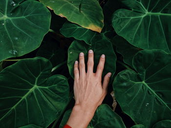 Cropped hand touching leaf