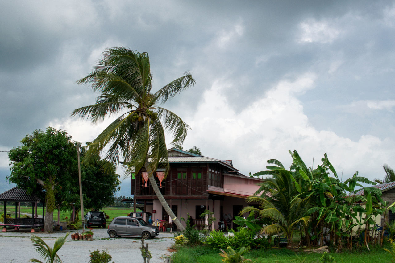 PALM TREES BY PLANTS AGAINST SKY