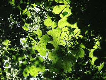 Full frame shot of horse chestnut leaves