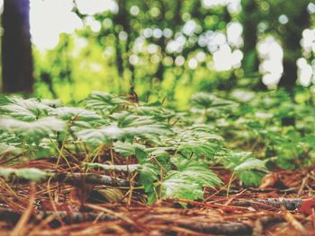 Close-up of fresh green plants on field