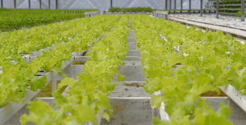 Plants growing in greenhouse