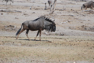 Horse running on field