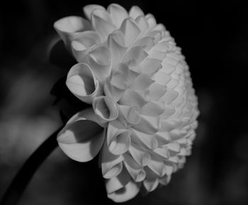 Close-up of white flowers blooming outdoors