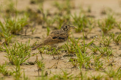 Bird perching on a field