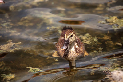 High angle view of duck swimming in lake