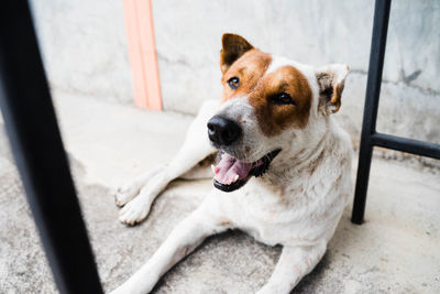 High angle portrait of a dog