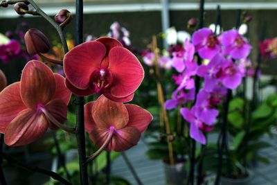 Close-up of pink flowering plants