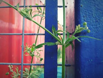 Plant growing on wall