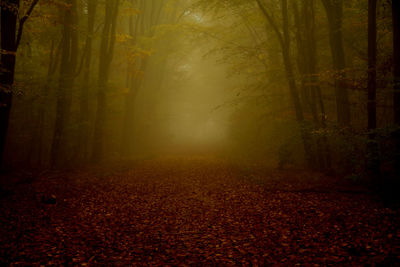 Trees in forest during autumn