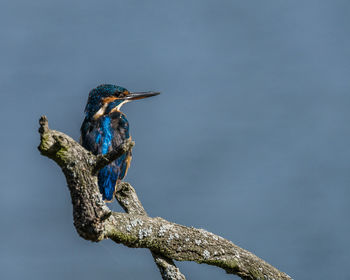 Bird perching on a tree