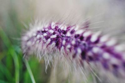 Close-up of flower