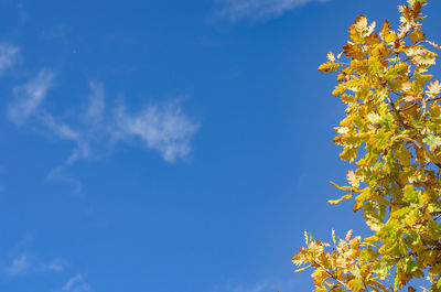 Low angle view of maple tree against blue sky