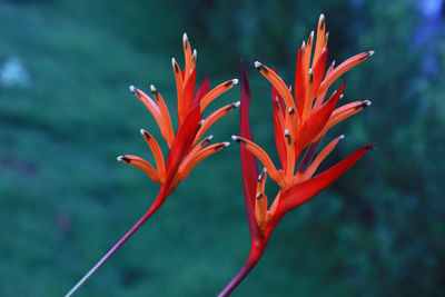 Close-up of red flower