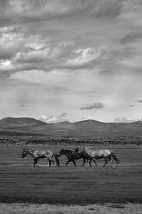 Flock of birds on field against sky