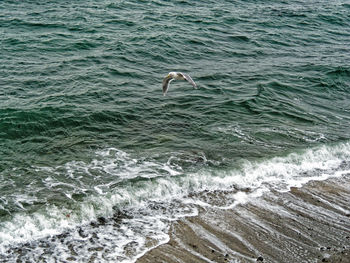 High angle view of swan in sea