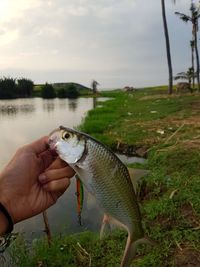 Hand holding fish