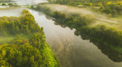 High angle view of trees in forest