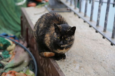 Portrait of cat relaxing on footpath