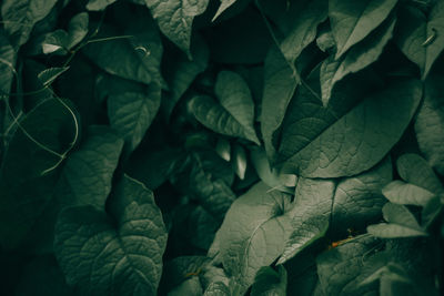 Full frame shot of plants