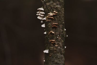 Close-up of tree trunk