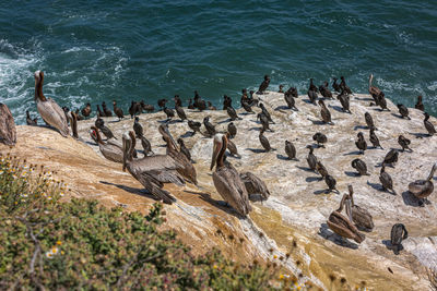 High angle view of birds swimming in sea