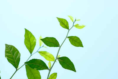 Close-up of leaves against blue background