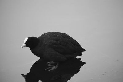 Close-up of bird perching against the sky