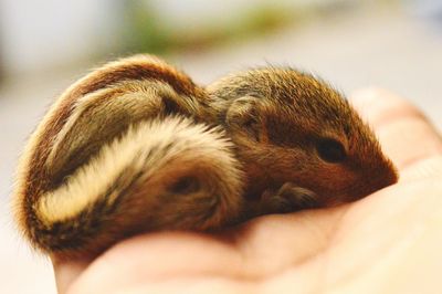 Close-up of young squirrel resting on person's hand