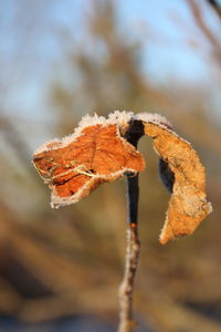 Close-up of dry plant during winter