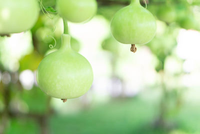 Close-up of fruits growing on tree