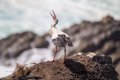 Close-up of bird perching on rock