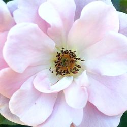 Close-up of pink rose flower