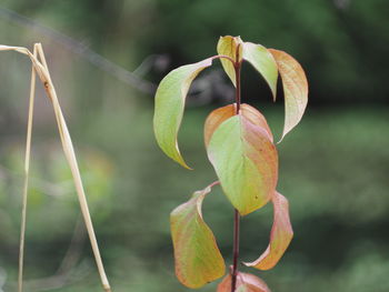 Close-up of flowering plant