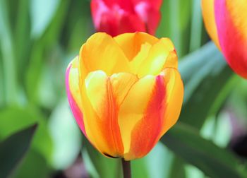 Close-up of yellow tulips blooming outdoors