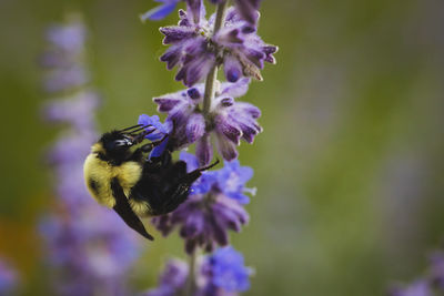 Close-up of bee pollinating on purple flower