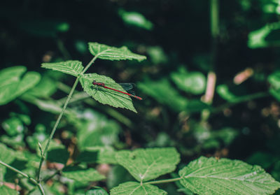 Close-up of green leaves on land