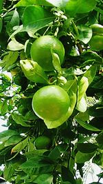 Close-up of fruit growing on tree