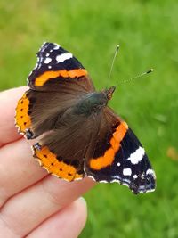 Close-up of butterfly on hand