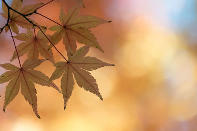 Close-up of maple leaves