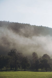 View of trees in fog