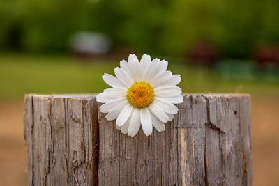 Close-up of white flower on wooden fence