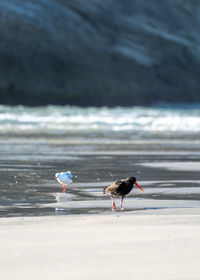 Variable oystercatcher searching for food on wharariki beach, new zealand