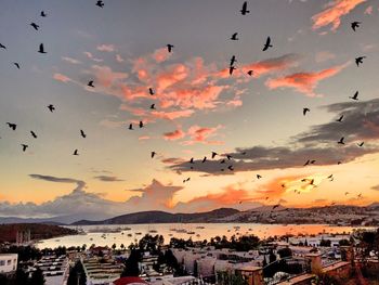 Flock of birds flying in sky during sunset